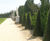 Trees and hedging, Parc de Versailles 1