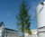 Trees, Winnersh Bridge, Reading 4