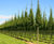 Topiary trees 1