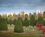 Topiary trees