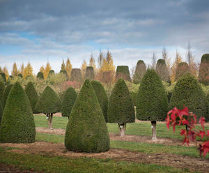 Topiary trees