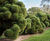 Conifers 0