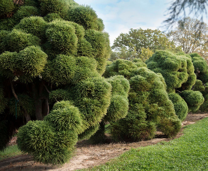 Conifers