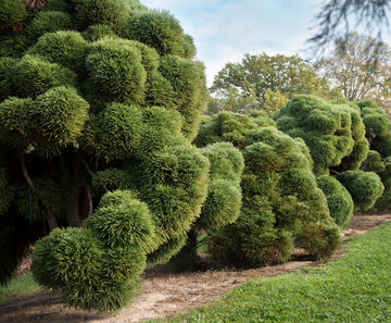 Conifers
