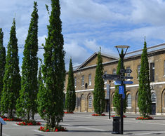 Mature fastigiate oak trees for Royal Arsenal, London