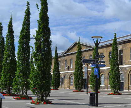 Mature fastigiate oak trees for Royal Arsenal, London