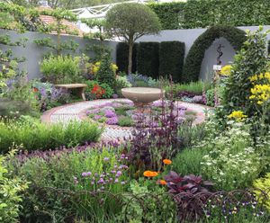 Shrubs for apothecary garden - Chelsea Flower Show