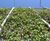 Piazza-132 - steel grating panels for green walls and plant support 6