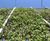 Piazza-132 - steel grating panels for green walls and plant trellis 4
