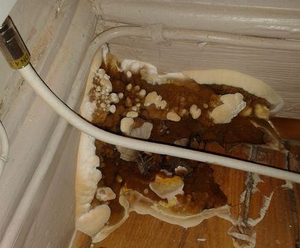 Dry rot solutions