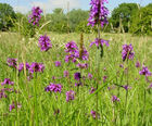 Wildflower seed mixtures