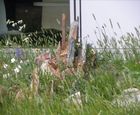 Biodiverse green roof and sedum roof plants