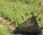 Coir pallets for establishment of wetland vegetation