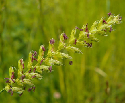 Grasses and sedges