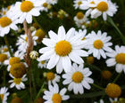 Wildflower plug plants