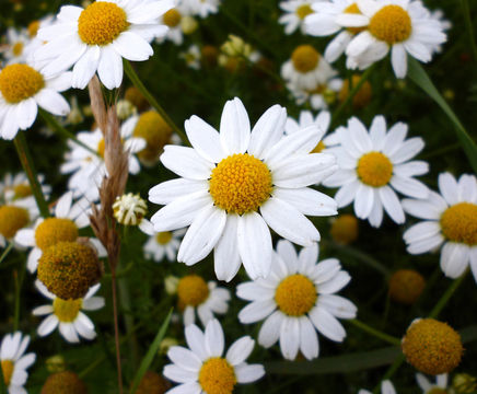 Wildflower plug plants