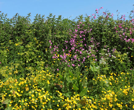 BFS6 Hedgerow & Shade wildflower mix