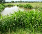 Aquatic and marginal plants