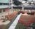 Sculptural pieces for Sheffield University garden 5