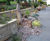 Natural stone cobbles and pebbles for landscaping 1