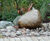 Celtic natural green stone boulders for rockeries and features 2