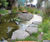 Gabbro boulders 0