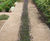 Golden Amber - self-binding, non-porous limestone footpath gravel 3
