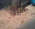 SuperCEDEC® - permeable granite and quartzite tree pit gravel (bronze) 0