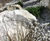 Rockery stones for gardens and features 1