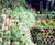 Betoflor low-height interlocking green wall system 0