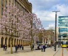 Tree pit system for St Peters Square, Manchester