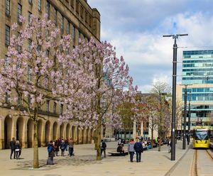 Tree pit system for St Peters Square, Manchester