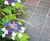 Staffordshire Blue quarry tiles 0