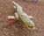 Large Crocodile Springer 3