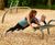 Active Landscapes: Lasting Active Lifestyles 4