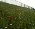 Hydroseeding, former steel works, Ebbw Vale