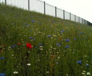 Hydroseeding, former steel works, Ebbw Vale
