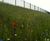 Hydroseeding, former steel works, Ebbw Vale 0
