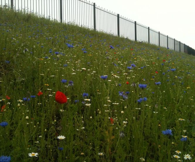 Hydroseeding, former steel works, Ebbw Vale