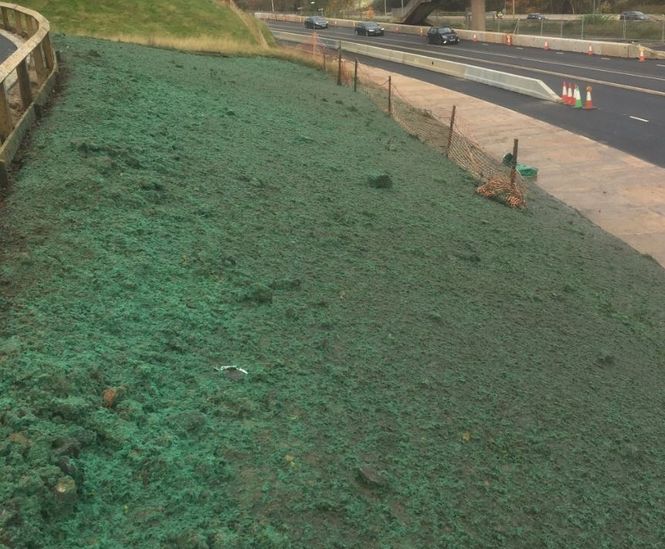 Road embankments hydroseeded with DOT mix