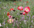 Wildflower hydroseeding 3