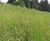Wildflower hydroseeding 4