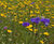 Wildflower hydroseeding 5