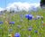 Wildflower hydroseeding 2