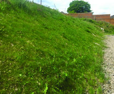 Biotic soil amendments