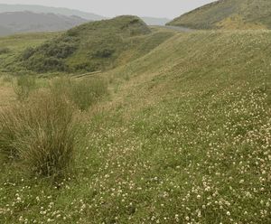 Hydroseeding with biotic soil amendment at a wind farm