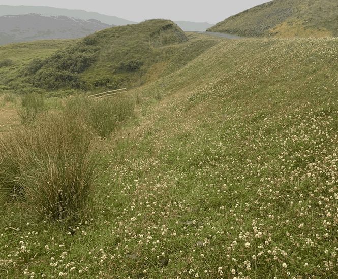 Hydroseeding with biotic soil amendment at a wind farm