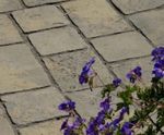 National Trust Tatton Cobbles 