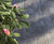 Welsh Midnight limestone block paving 0