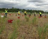 Weeding and planting at Heathrow Airport's reedbeds - on this page